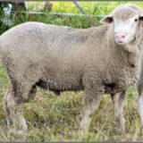 Prairie Rambouillet Wool