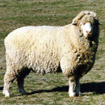 Targhee Wool