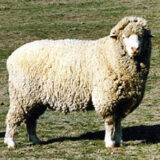 Targhee Wool